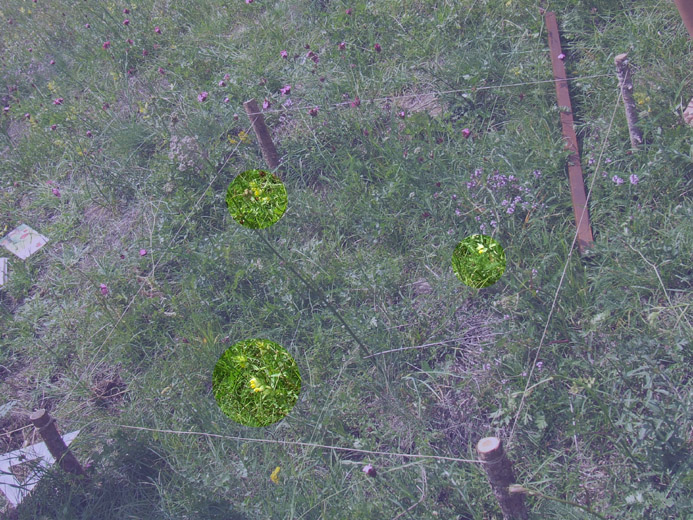 genziana lutea o maggiore - un metro quadrato di terreno - parco nazionale del gran paradiso - lug 2010